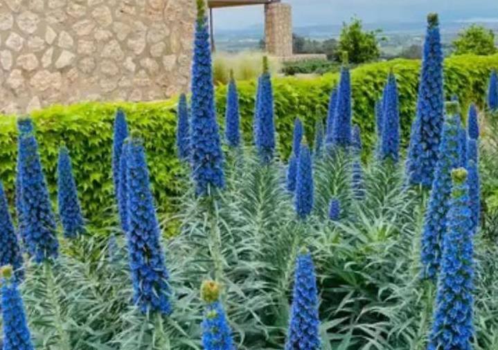 Tajinastes en flor