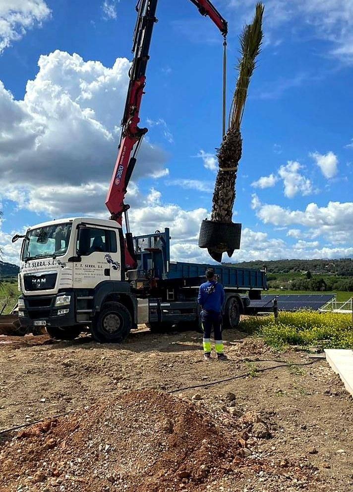 Movimiento de tierras y trasplante de árboles