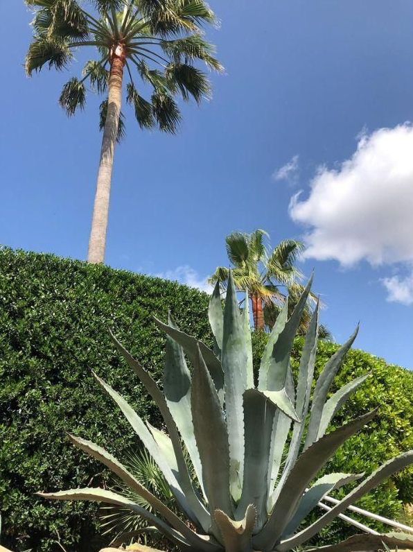 Fumigación de jardines