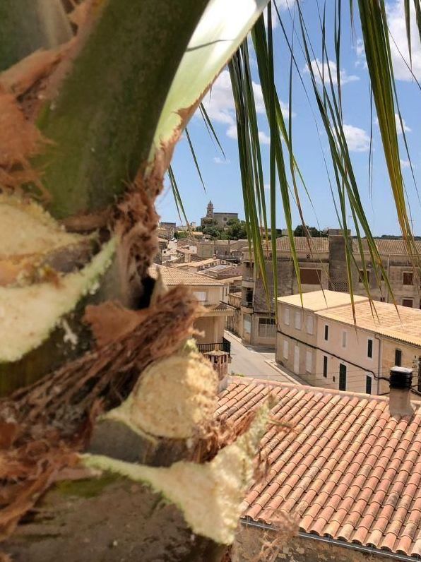 Poda de palmeras y setos